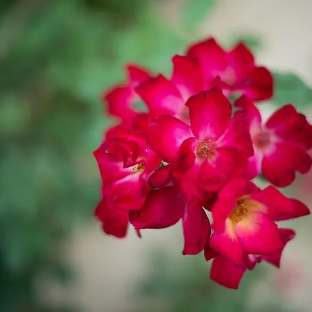 Ktima Althea Apartment *